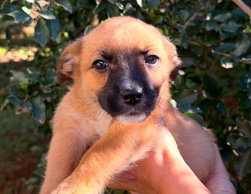 Prefeitura realiza feira de adoção de cães e gatos neste sábado em Limeira