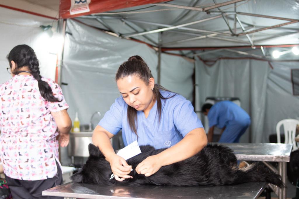 Limeira recebe mutirão com 1.300 castrações gratuitas no Parque Cidade; veja como inscrever