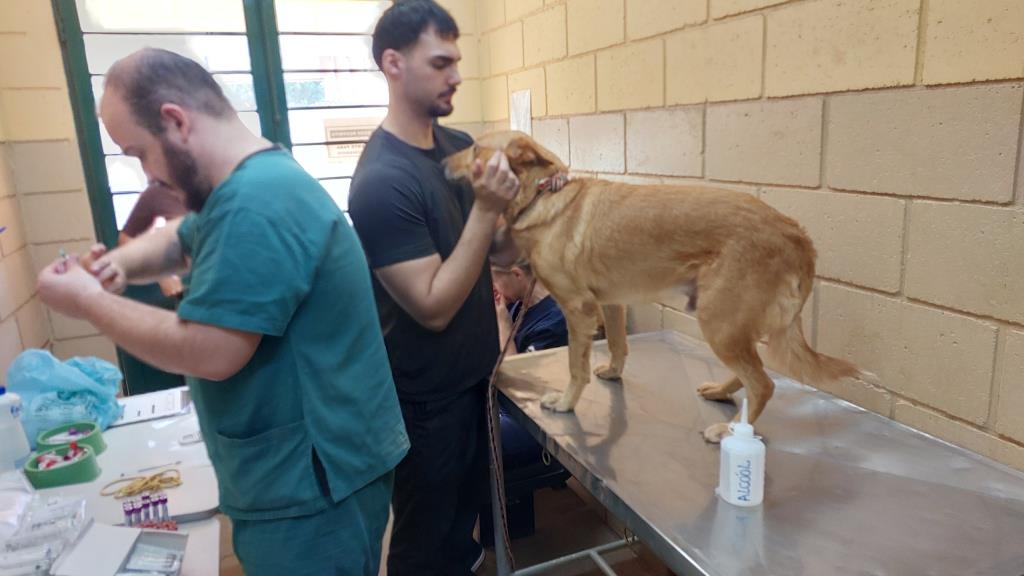 Mutirão de exames reforça cuidados com animais acolhidos no Lar Temporário de Limeira