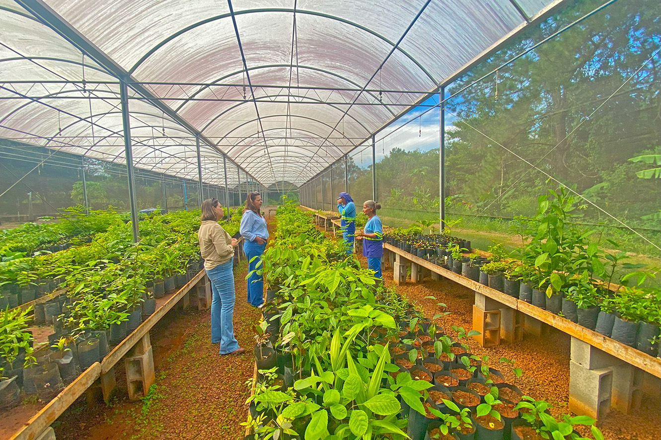 Viveiro de Mudas recebe melhorias; 15 mil mudas estão disponíveis para doação