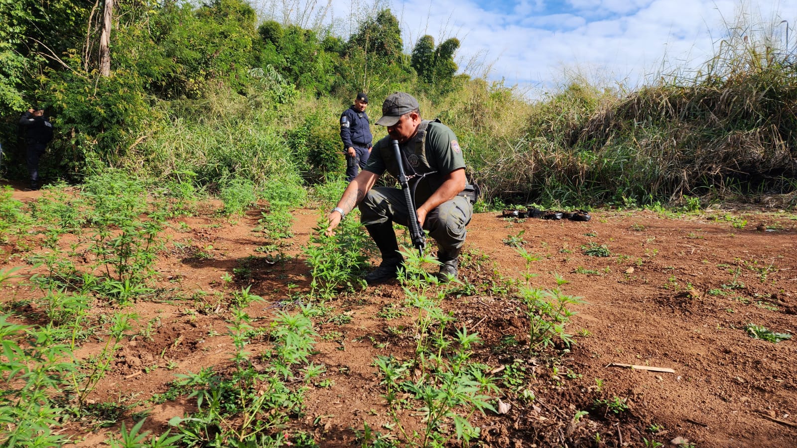 Pelotão Ambiental da GCM encontra 200 pés da planta Cannabis