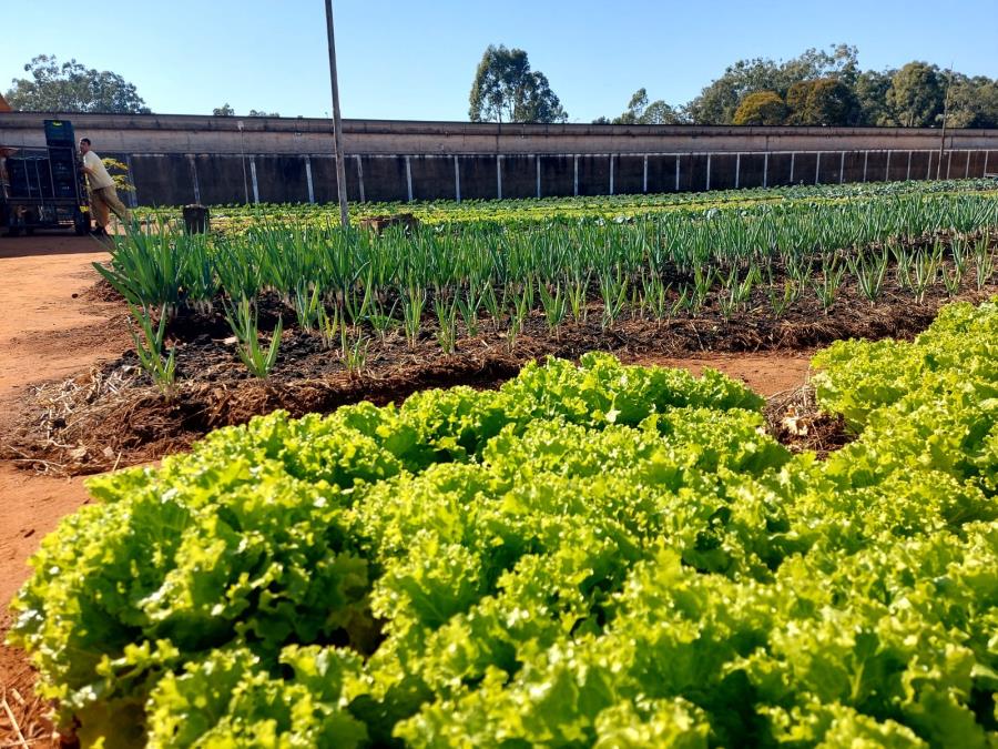 Balanço do 1º semestre de governo: Secretaria de Agricultura e Abastecimento reforça apoio ao produtor rural e à agricultura familiar