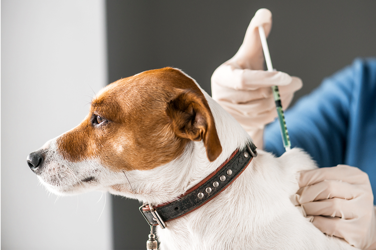 Prefeitura abre agendamento para Vacinação Antirrábica para cães e gatos