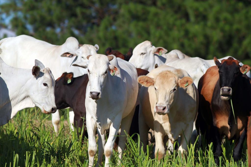 ATUALIZAÇÃO DE REBANHO 2026 JÁ ESTÁ ABERTA PARA PRODUTORES RURAIS