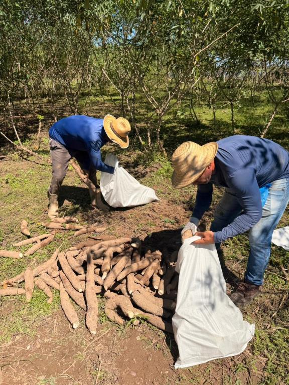 Cadeia produtiva da macaxeira impulsiona a economia rural de Manaquiri.