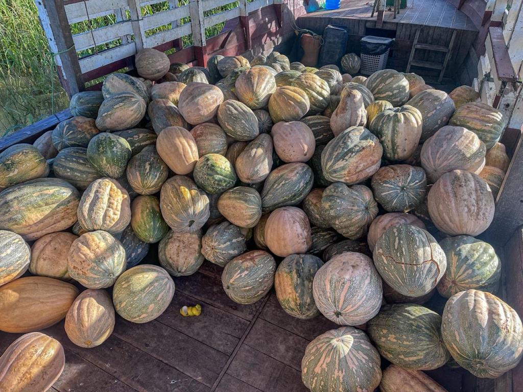 Sucesso no campo: produtores de Manaquiri vendem 4 toneladas de abóbora para comércios de Manaus.