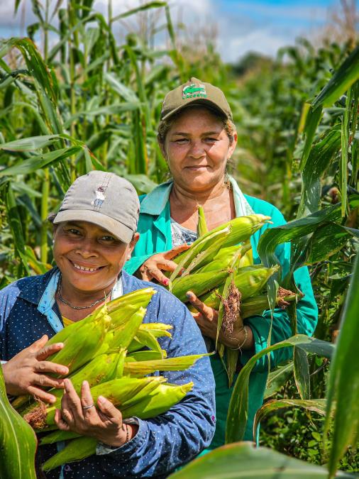 Prefeitura de Manaquiri conclui com sucesso apoio técnico ao cultivo de milho no Ramal do Barro Alto