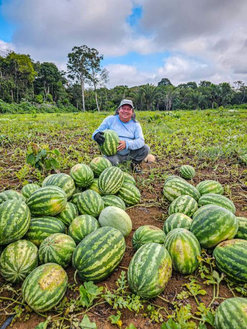 Produção de melancia em Manaquiri ganha reforço com ações do Projeto Valorizar
