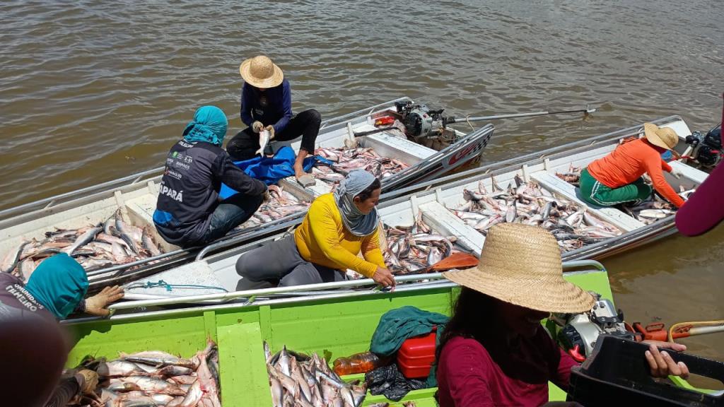 Abertura da Pesca do Mapará em Manaquiri fortalece tradição de 18 anos na região do Janauacá