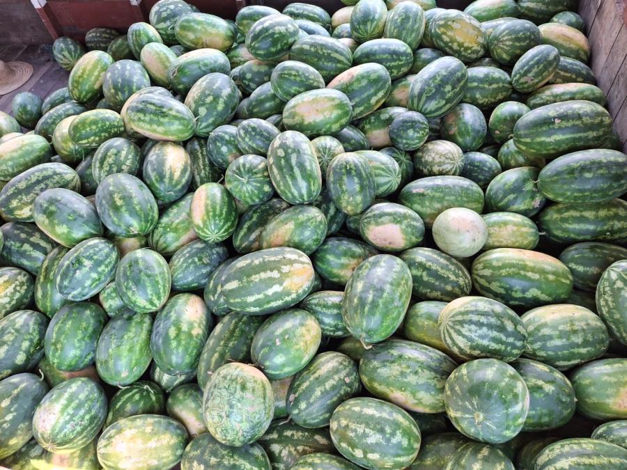 Prefeitura de Manaquiri garante escoamento da produção rural com apoio logístico aos agricultores