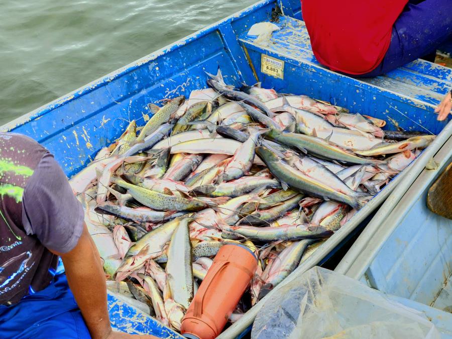 Abertura da 16ª temporada da pesca do Mapará, na lago grande do Janauca região do tilheiro - Manaquiri