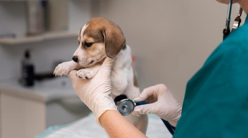 Mairiporã realiza campanha de castração gratuita de cães e gatos em janeiro