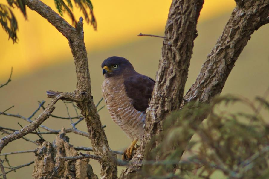 Observação de Aves