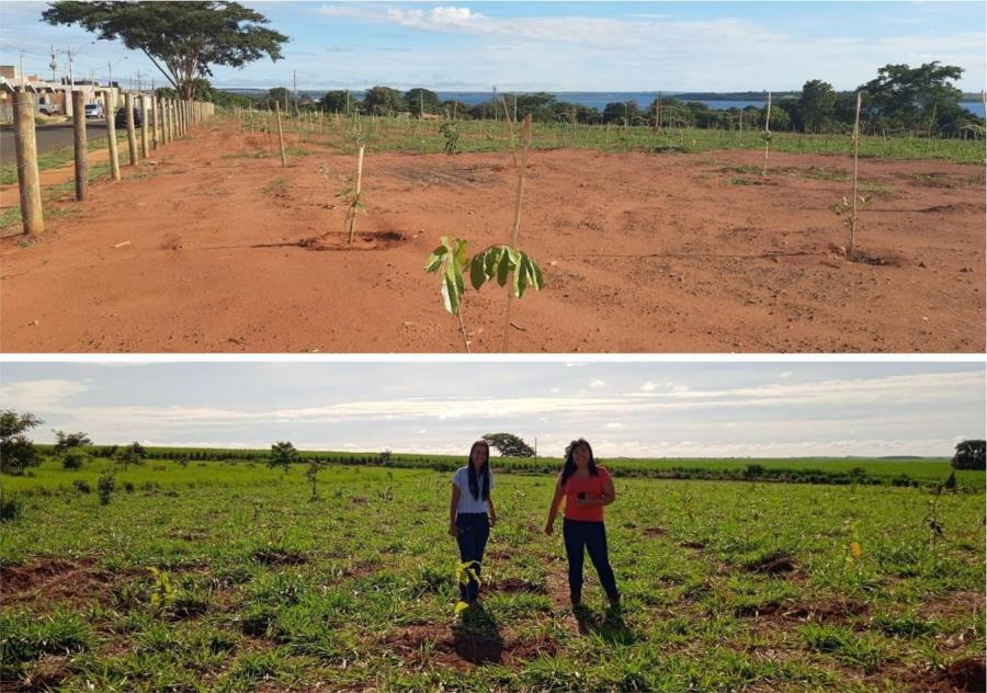 Prefeitura promove revitalização e reflorestamento no Morada do Sol !