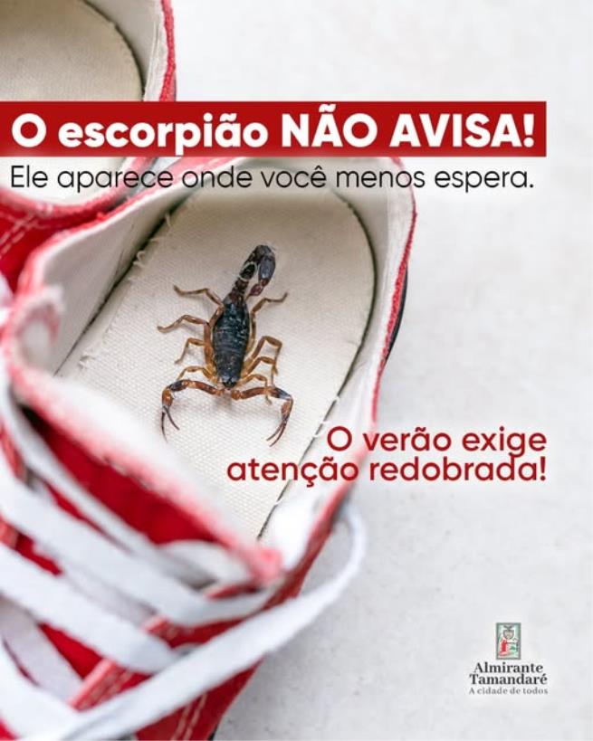 Vigilância alerta para aumento de escorpiões durante o verão