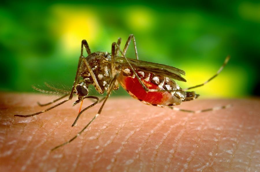 Vigilância Epidemiológica de Nova Odessa registra 1º óbito confirmado por dengue em 2024