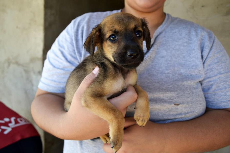 AAANO – Associação Amigos dos Animais de Nova Odessa abre inscrições para novos voluntários