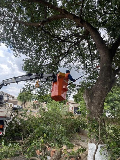 Por segurança e melhor iluminação pública, Meio Ambiente da Prefeitura de Nova Odessa eleva copas de árvores