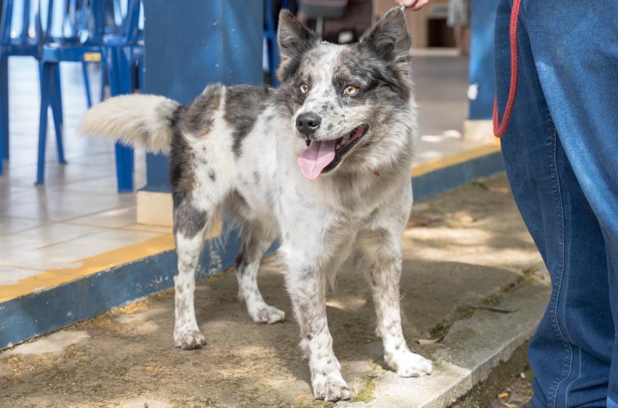 Mais de 2 mil animais são castrados em Atibaia até setembro