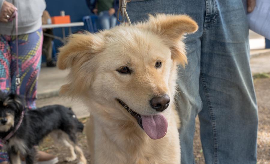 Prefeitura abre inscrições para mutirão de castração de cães e gatos no dia 20 de outubro