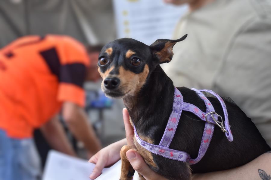 Mutirão de castração atende 254 animais, entre cães e gatos