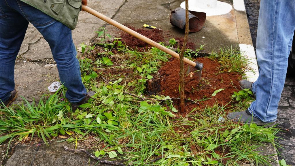 Arborização urbana avança em Atibaia com ampliação do plantio de mudas