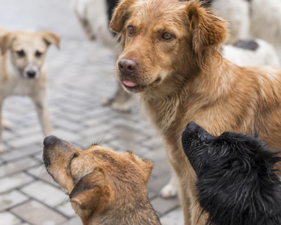 Defesa Animal realiza feira de adoção no dia 26/02