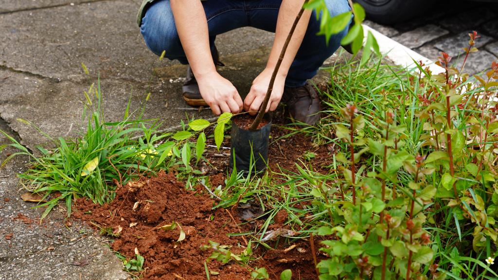 Ação intersecretarial de plantio de árvores reforça a arborização urbana na região central de Atibaia