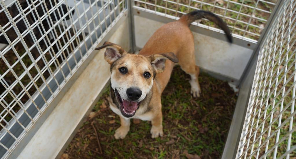 Defesa Animal recebe feira de adoção na quarta-feira (20)