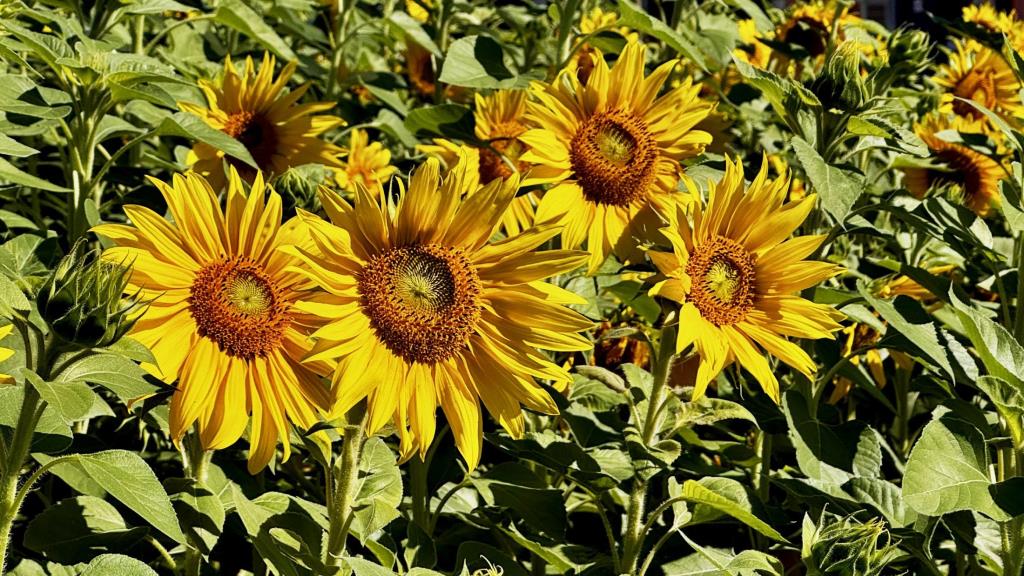 Girassóis reforçam Programa Atibaia Florida e cuidado com a vida no Maio Amarelo