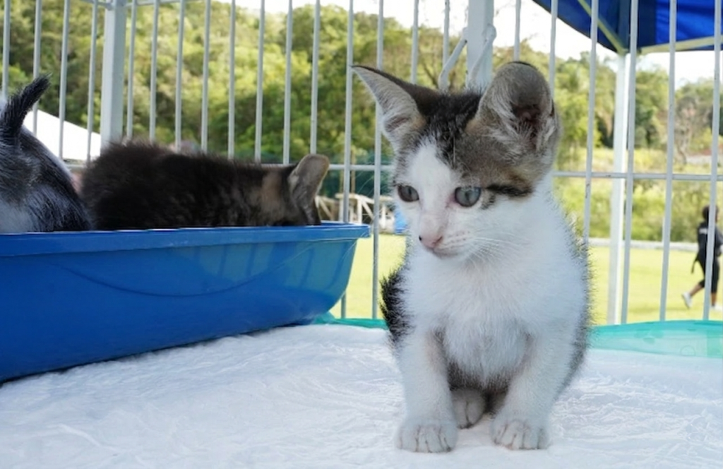 Defesa Animal recebe feira de adoção na quarta-feira (25)