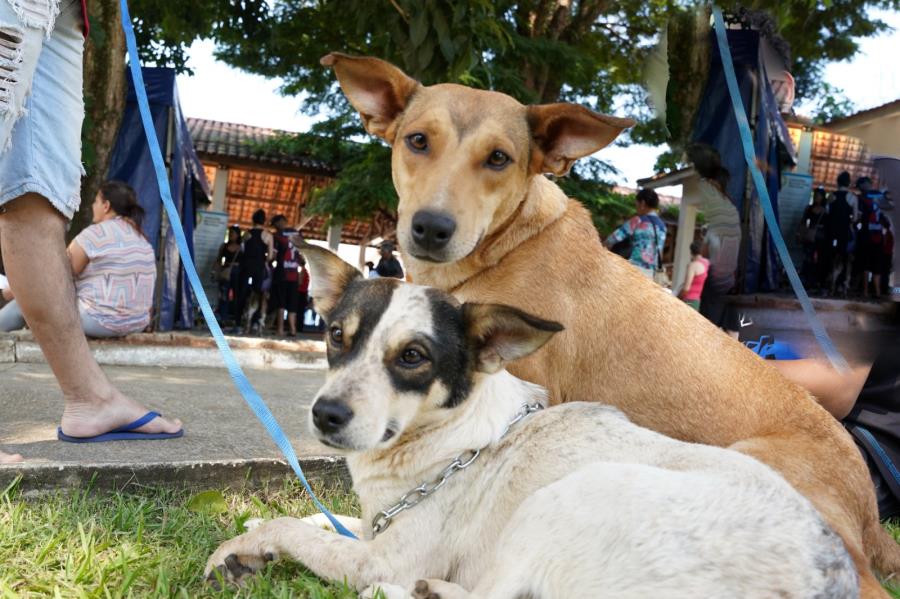 Inscrições para mutirão de castrações de cães e gatos serão abertas no dia 19 de maio