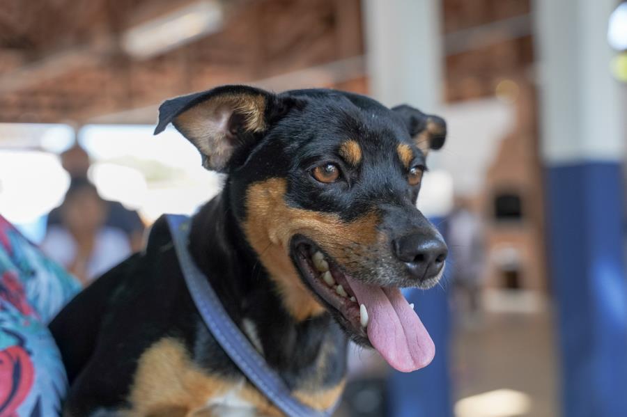 Prefeitura abre inscrições para mutirão de castração de cães e gatos no dia 22 de setembro
