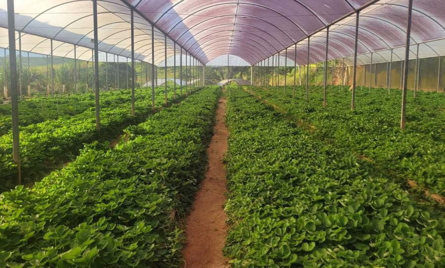 Linha de crédito do FEAP Morango reforça apoio aos produtores de Atibaia