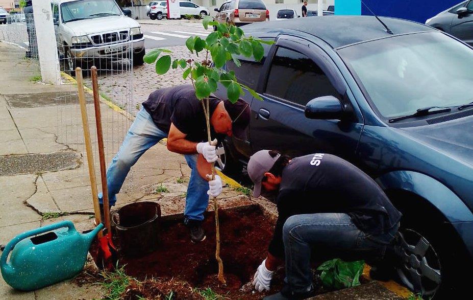 Arborização em Atibaia: Prefeitura realiza plantio de 90 árvores nativas