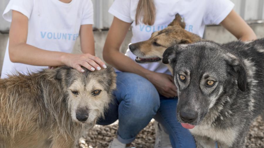 Sede da Defesa Animal terá feira de adoção na quinta-feira (30)