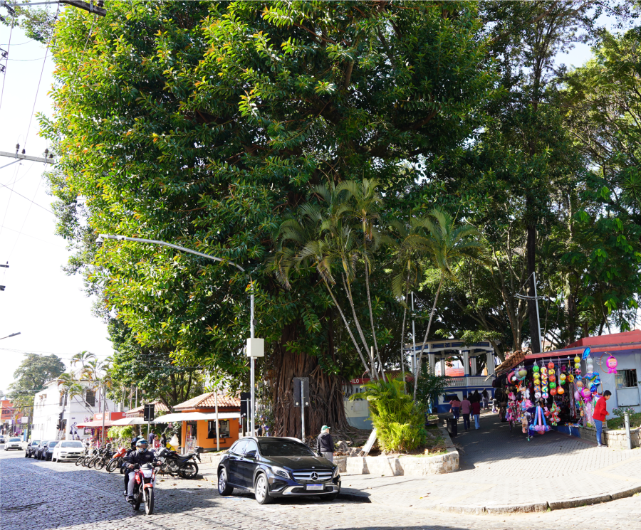 Remoção de árvore comprometida, de grande porte, na Praça do Mercado começa no dia 03/08