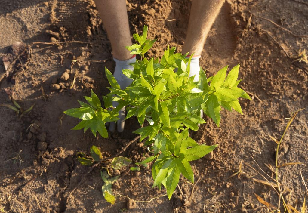 Prefeitura realiza plantio de árvores em frente à ETEC Atibaia e amplia ações de arborização urbana