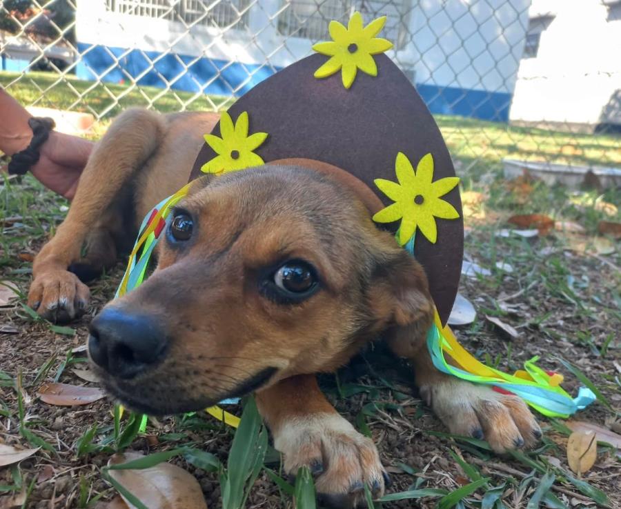 Prefeitura realiza 1ª Super Feira Canina, a “Aurraial Pet”, na próxima quarta-feira (3), na Praça do Santo Cruzeiro