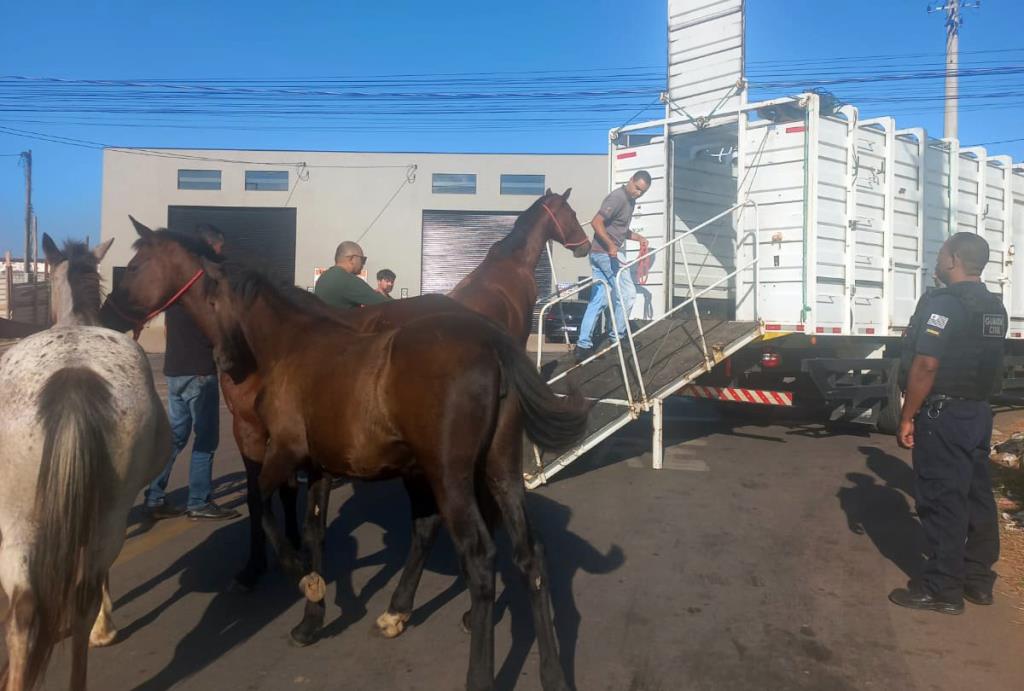 Prefeitura esclarece ação de resgate de cavalos no Bella Atibaia