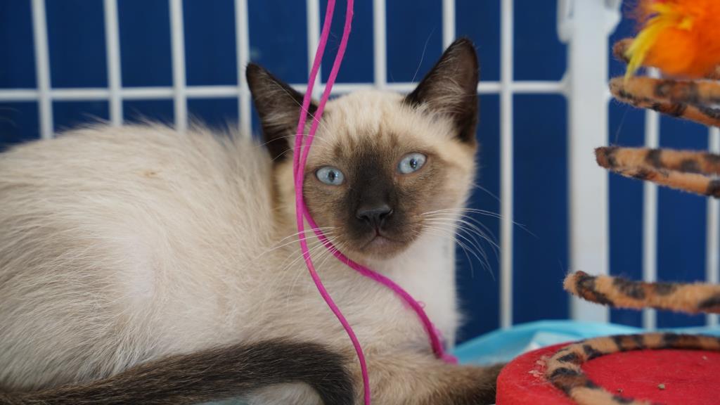 Defesa Animal promove 16ª Feirinha de Adoção 2026 no próximo dia 12