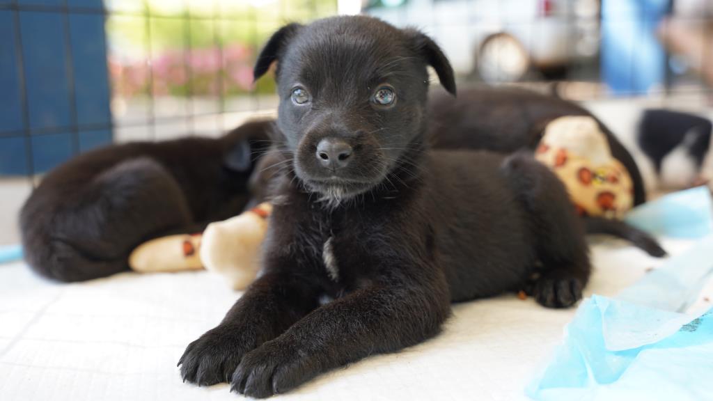 Secretaria de Meio Ambiente e Defesa Animal realiza duas feirinhas de adoção de cães e gatos em agosto