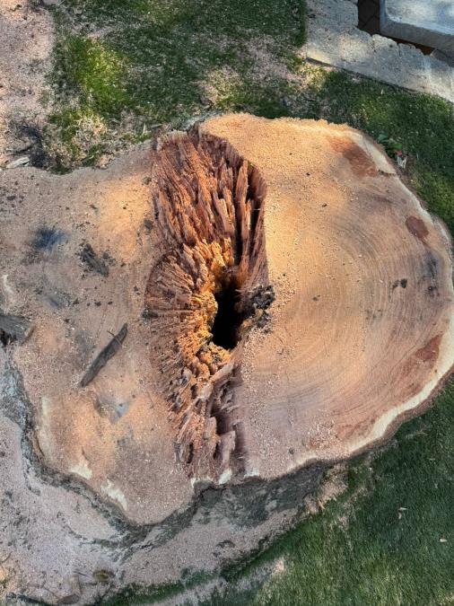 Árvores com risco de queda passam por remoção na Praça do Mercado