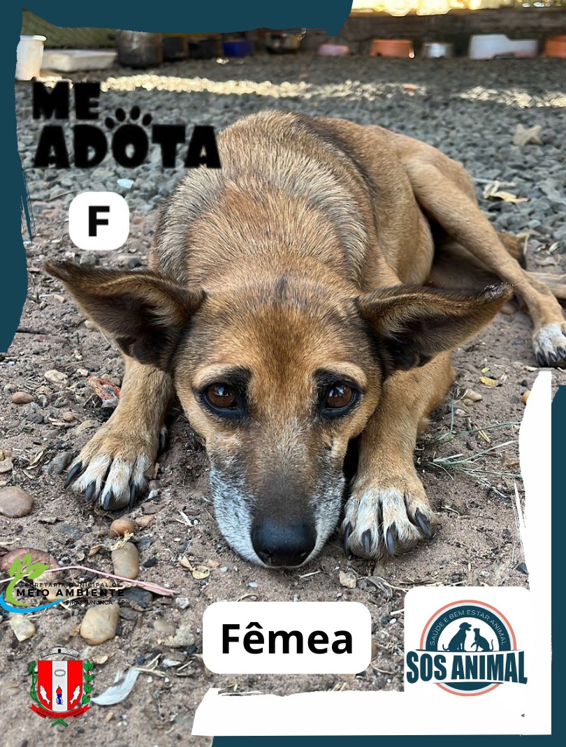 Cachorros para adoção