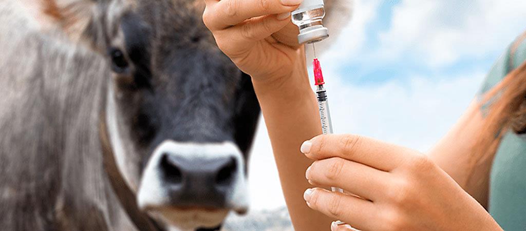 SEAMA inicia campanha de vacinação contra raiva bovina em parceria com a ADAGRO