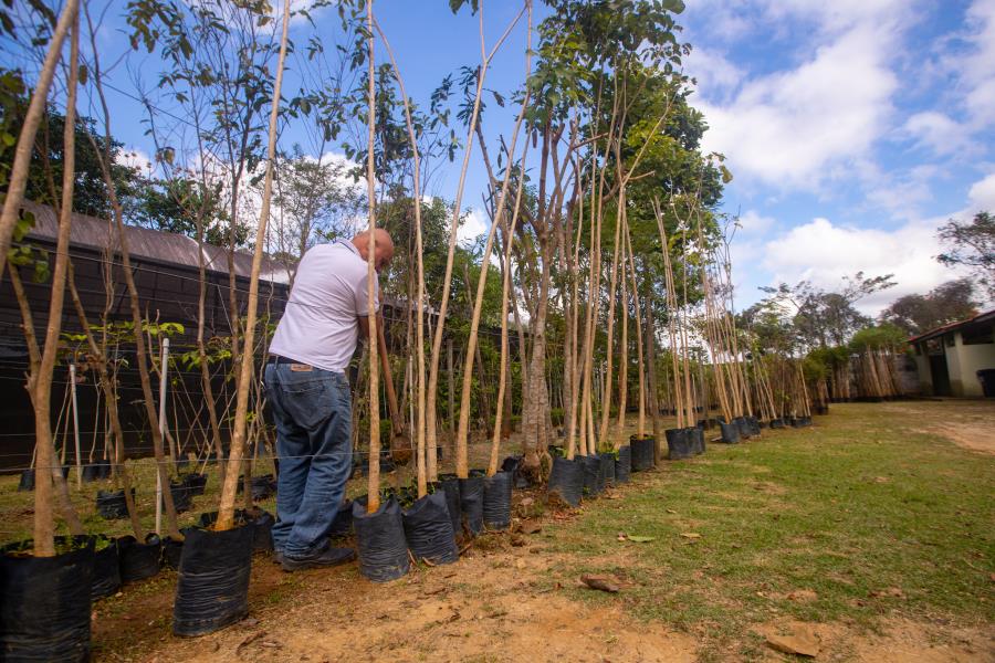 Semana do Meio Ambiente de Guararema começa com doação de mudas nativas no Viveiro Municipal Ubaeté