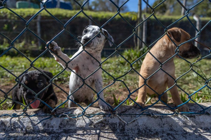 Programa Bora Ser Feliz reforça cuidados com pets em Guararema