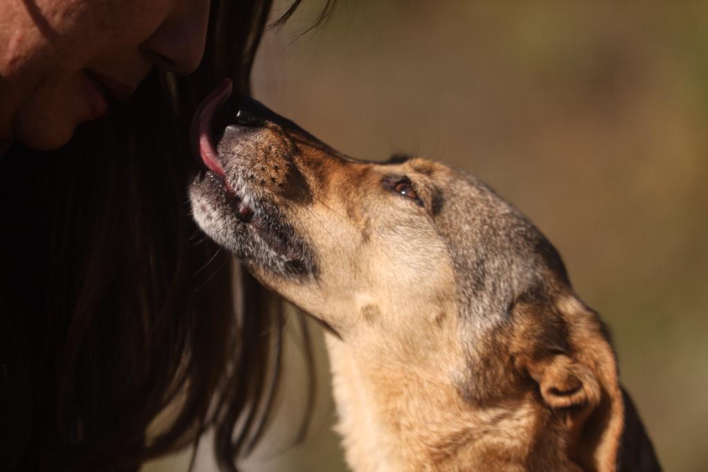 Cadastro para castração gratuita de cães e gatos segue disponível em Guararema