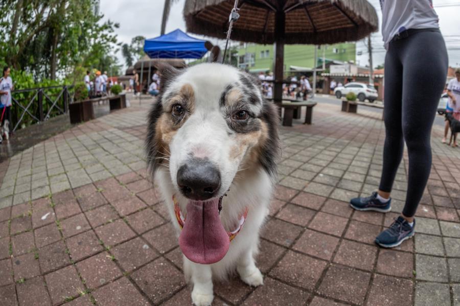 Estão abertas as inscrições para a 2ª CãoMinhada de Guararema