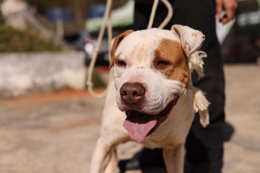 Programa Bora ser Feliz, da Prefeitura de Guararema, conta com novos cachorros disponíveis para adoção responsável